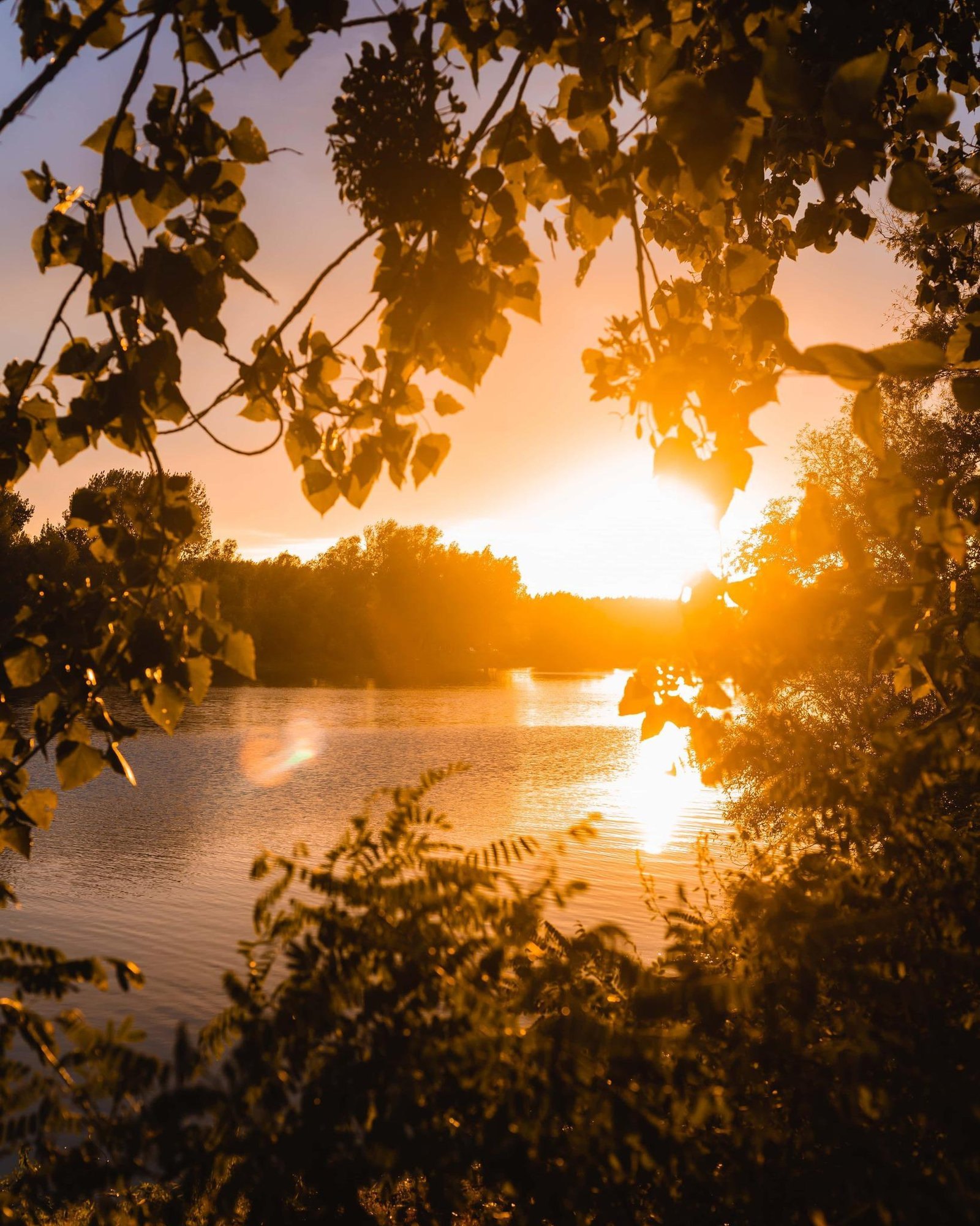 Sunset through the trees on the lake